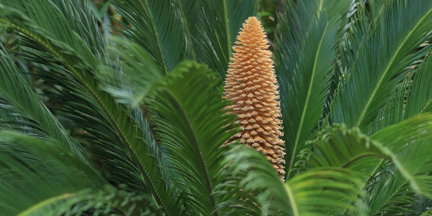 cycas.jpg